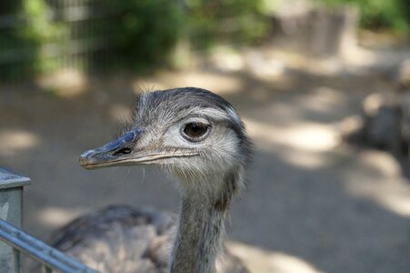 Flightless bird bird poultry