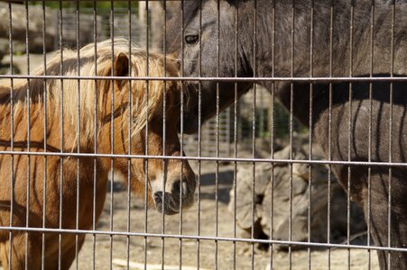 Fence animals enclosure