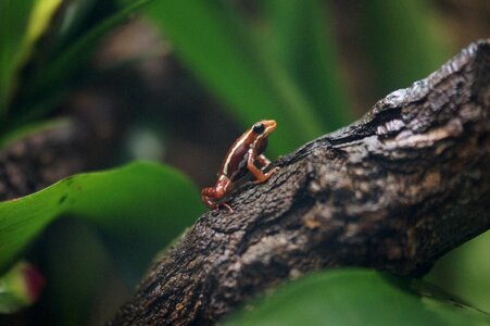 Exotic rainforest terrarium photo