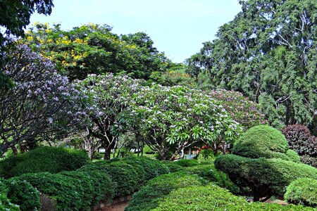 Garden greenery bangalore photo