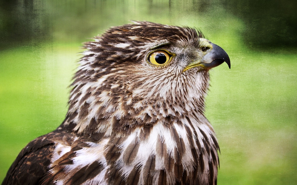 Animal feathered frame