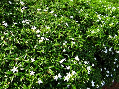 Dwarf flower tabernaemontana divaricata
