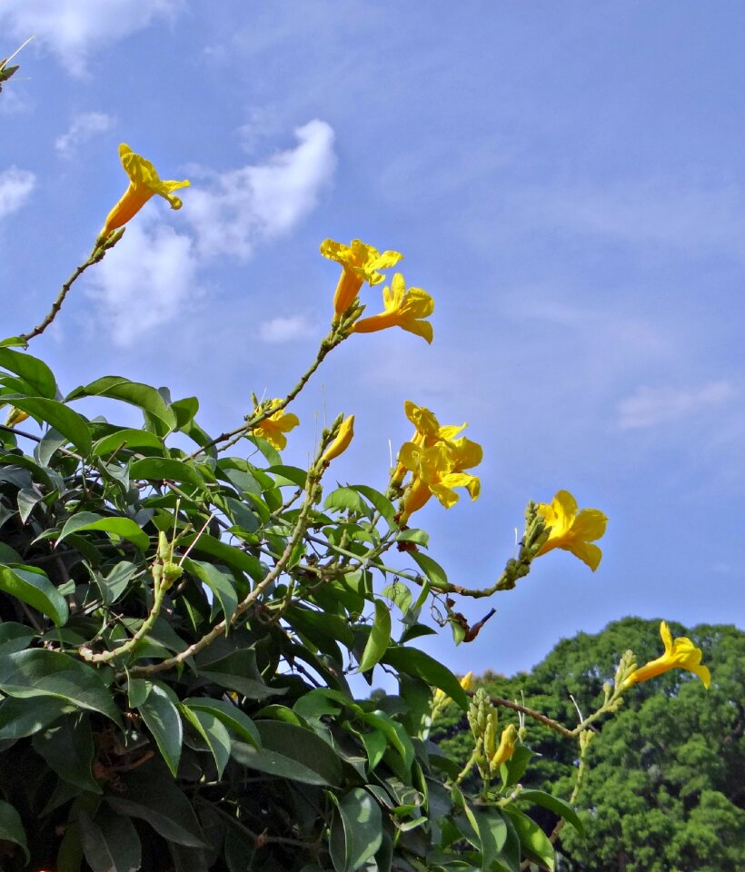 Adenocalymna comosum bignoniaceae india
