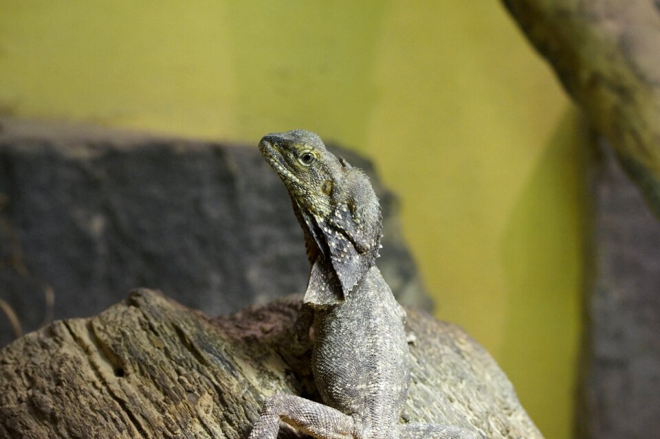 Dragon zoo terrarium
