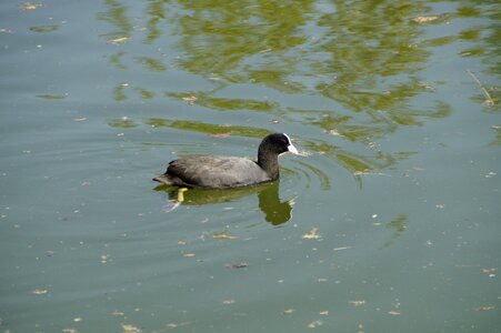 Bird black lake photo