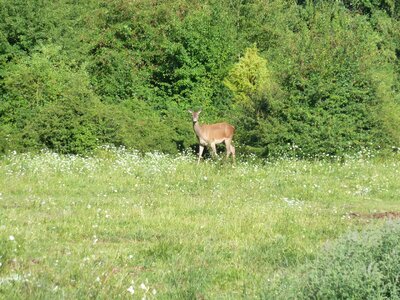 National park of abruzzo l'aquila deer
