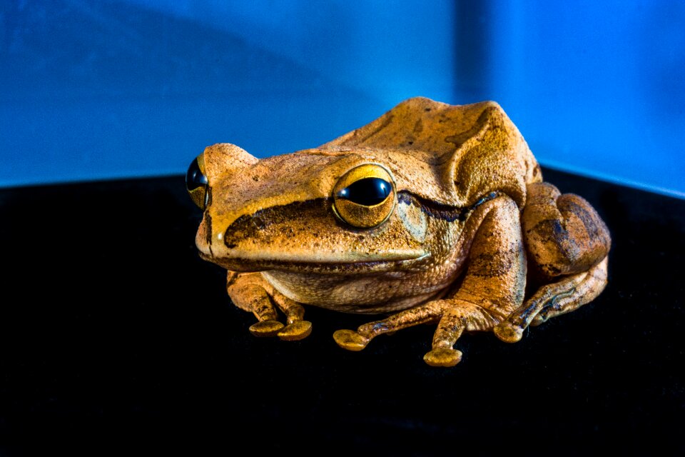 Anuran frog amphibians