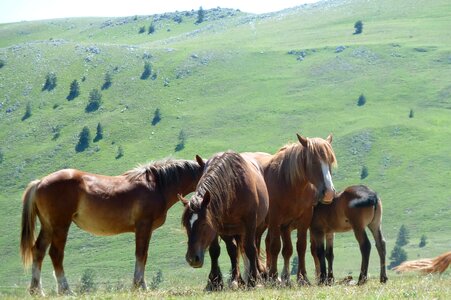Field emperor horses gran sasso