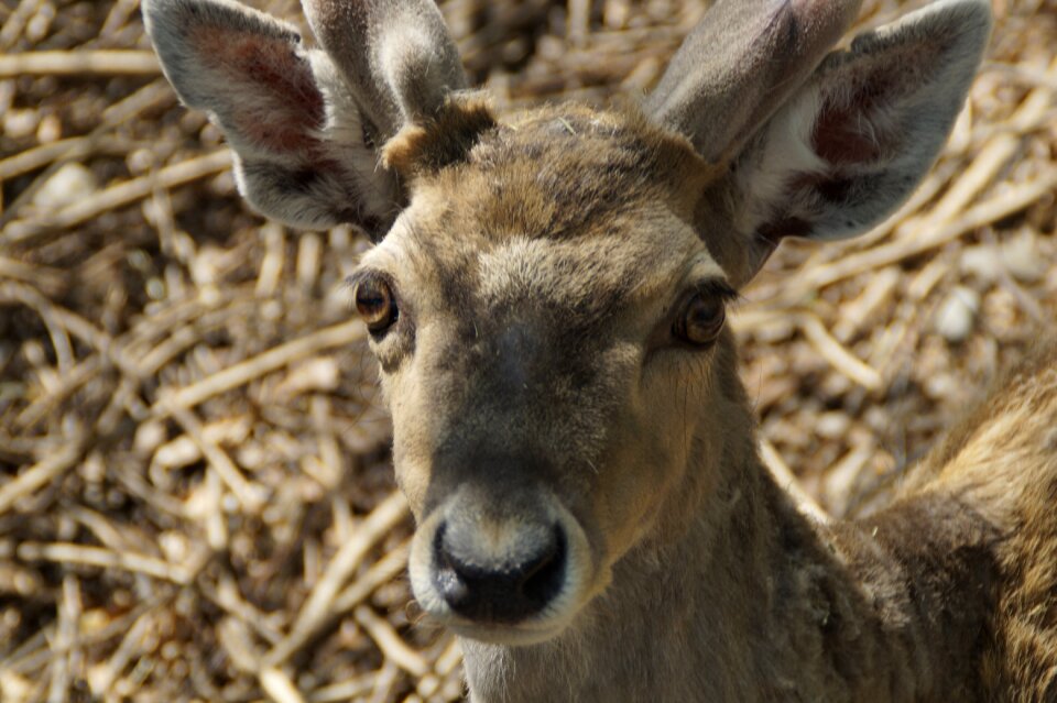 Animal world forest mammal