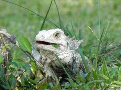 Iguana animal reptile