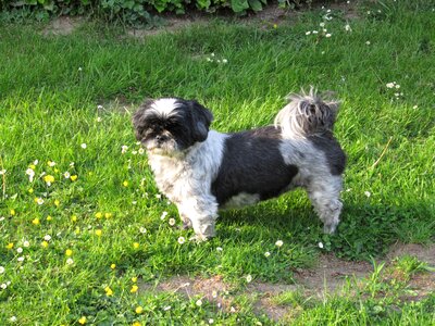 Shih tzu dog animal photo