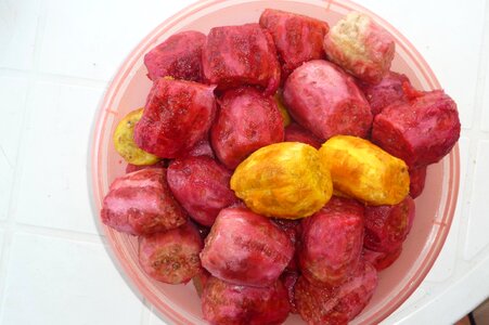 Prickly pears salento puglia