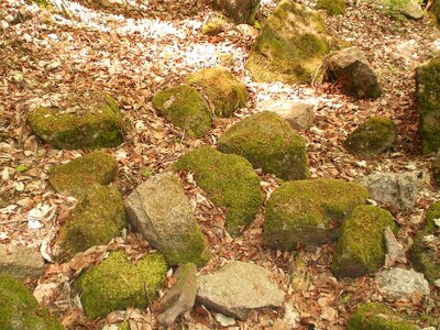 Moss weathered forest floor