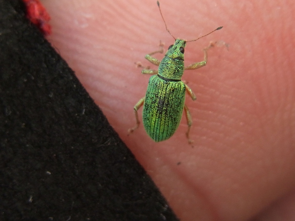 Insect animal nature