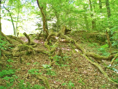 Forest wilderness mis shapen