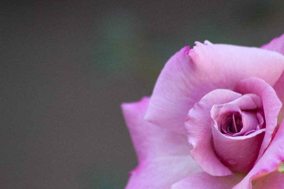 Pink botany petal