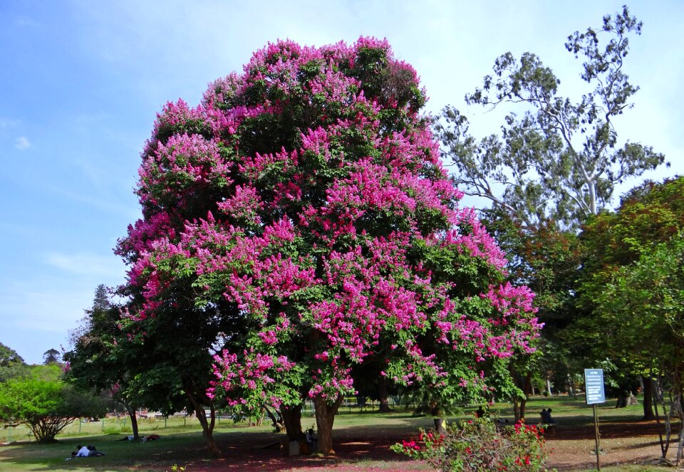 Pride of india jarul tree
