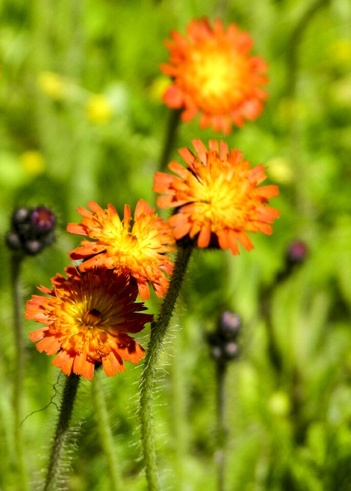 Plant meadow orange