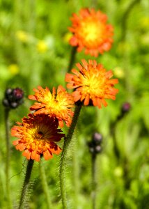 Plant meadow orange photo