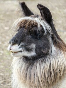 Portrait camel animal