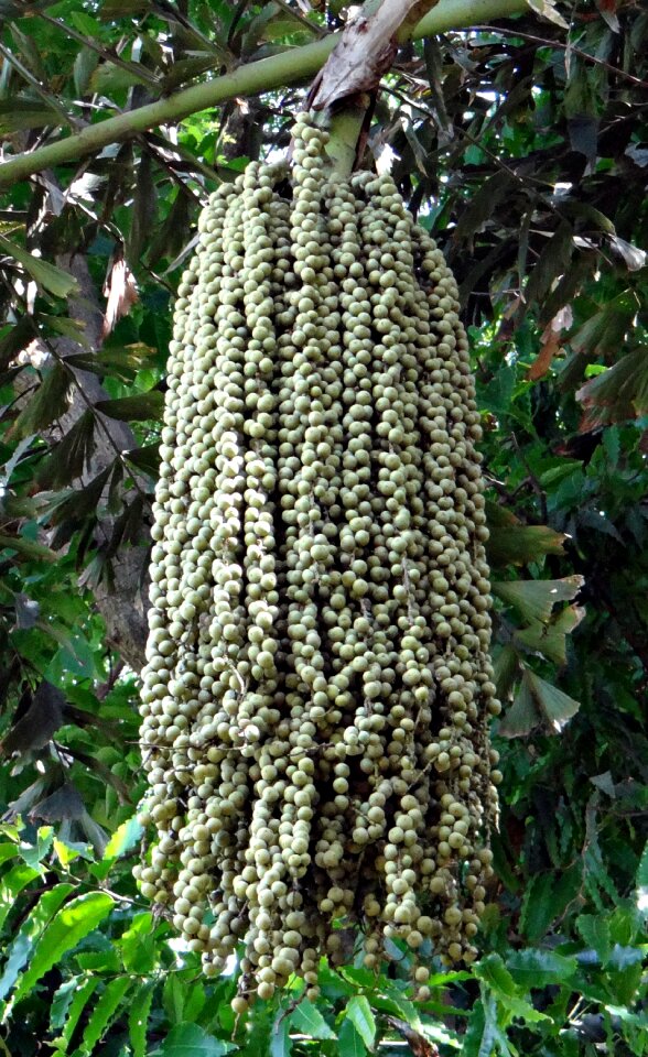Wine palm caryota urens arecaceae