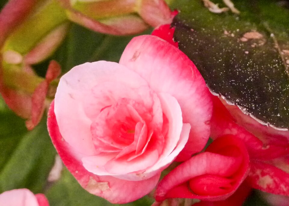 Wax like fragrant flower head