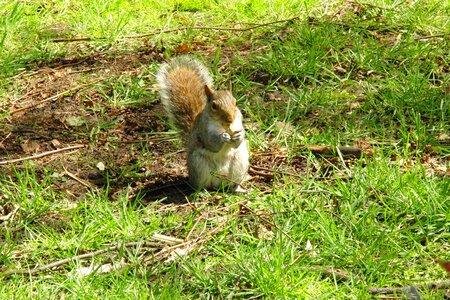 Mammal british squirrel nager