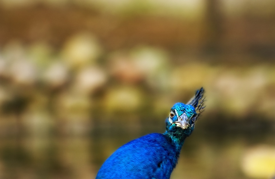 Peacock iridescent look