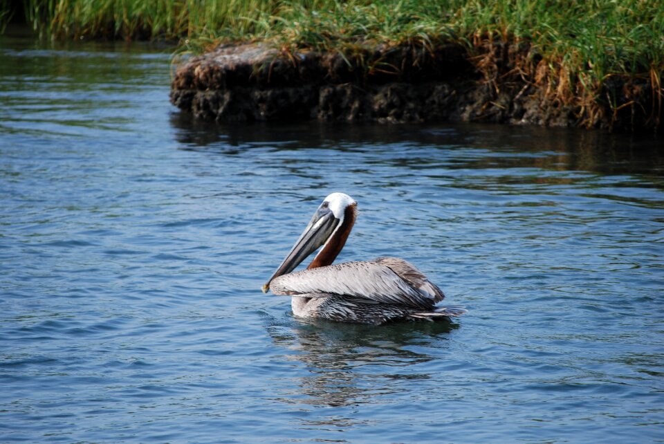 Nature waterfowl pelicans