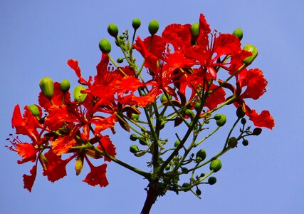Flame tree gulmohar krishnachura