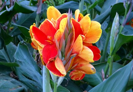 Flower orange cannaceae