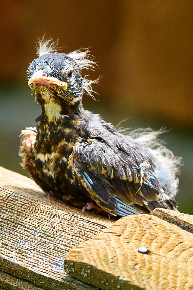 Wings wildlife beak photo