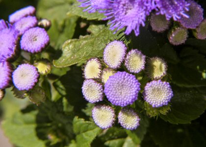 Beauty purple cluster tiny photo