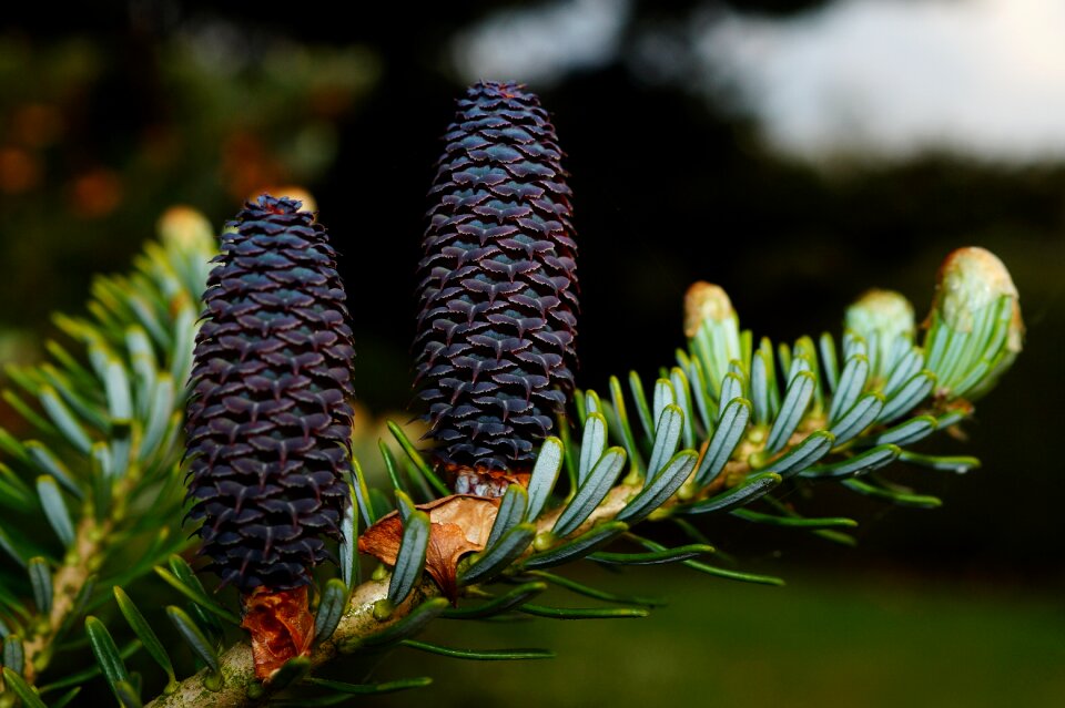 Needles tap blue immergrüner tree