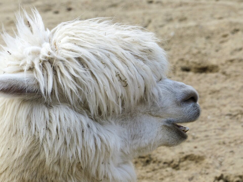 Camel animal desert