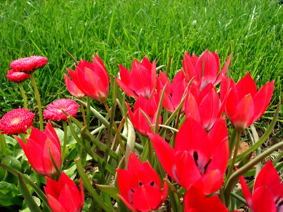 Tulips pink tulips pink flowers