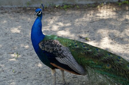 Blue feather plumage