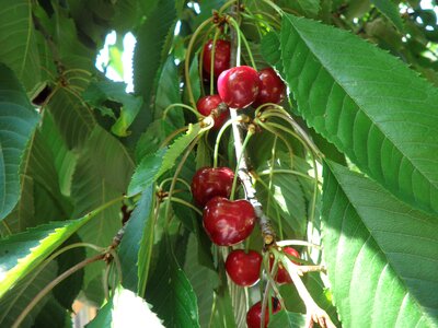 Branch cherries summer fruit photo