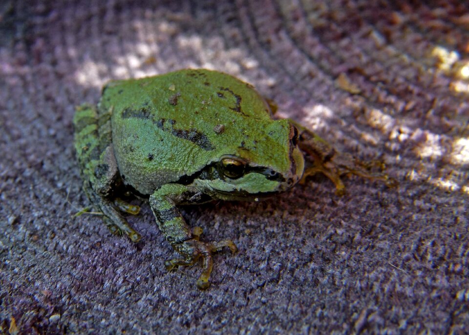 Amphibian tiny animal