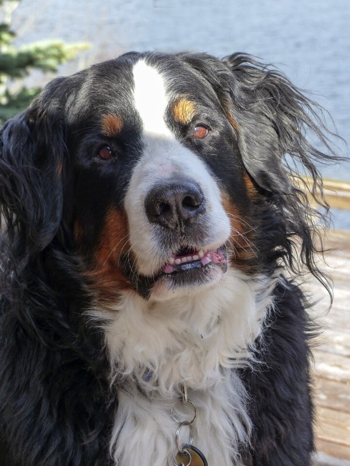 Waiting nature canine