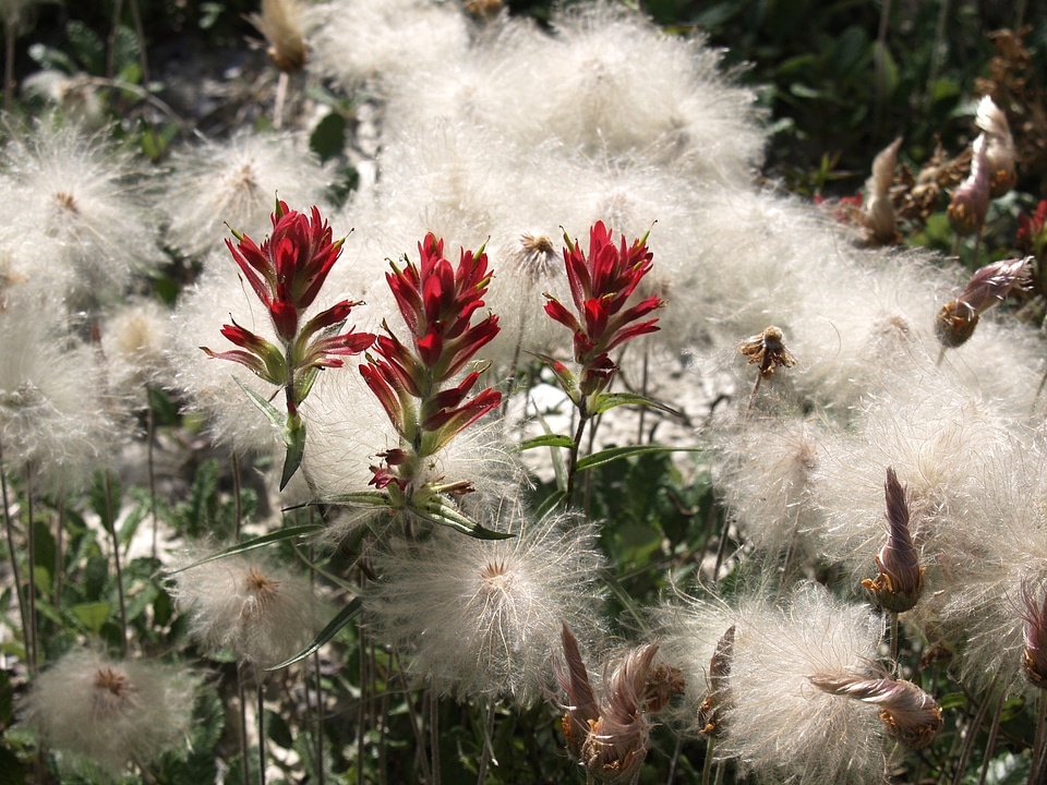 Brush flowers canada