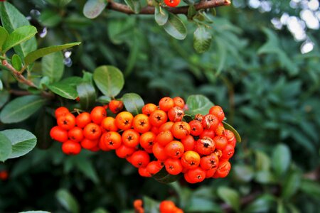Orange fleshy bright