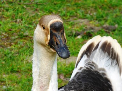 Pen beak pet photo