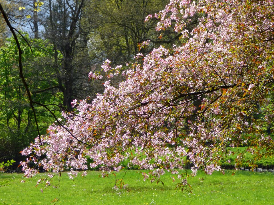 Flowers green park