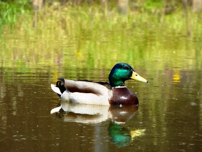 Lake water reflection photo