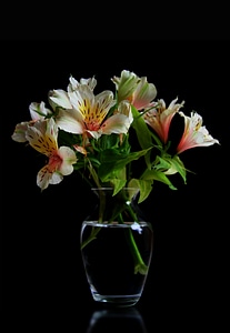 Pink vase ornamental plant photo