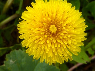 Plant bloom blossom photo