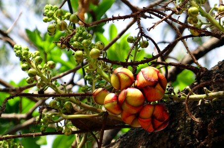 Tree couroupita guianensis india
