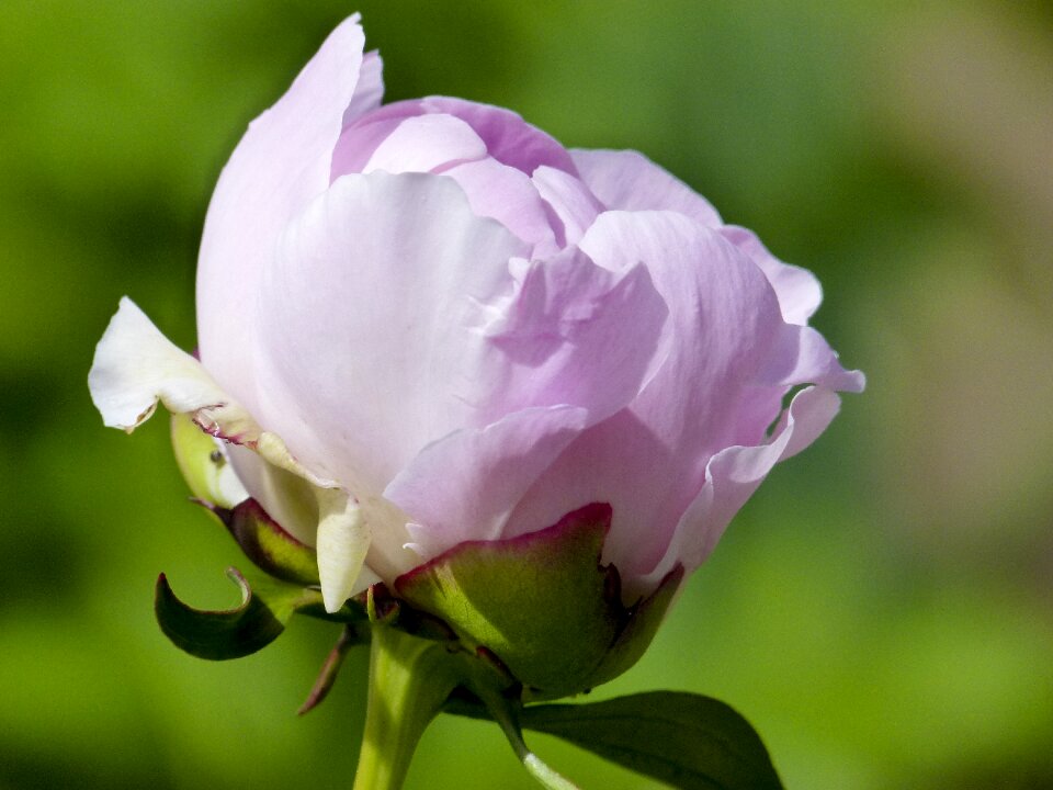 Flower pink nature