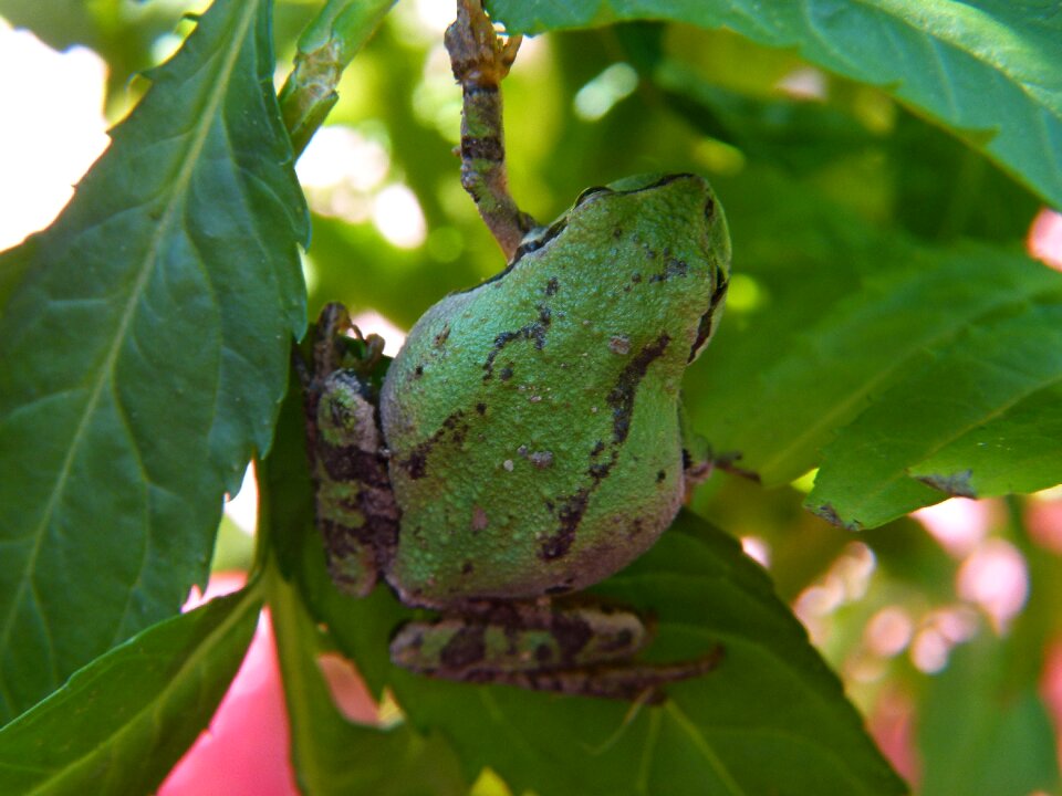 Amphibian tiny animal